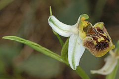 Ophrys fuciflora heterochila