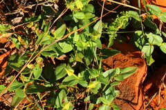 Thunbergia atriplicifolia
