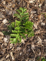 Heracleum sosnowskyi