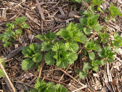 Urtica dioica