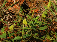 Thunbergia atriplicifolia