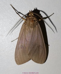 Pelochyta affinis