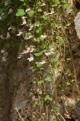 Cymbalaria longipes