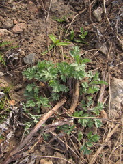 Artemisia vulgaris