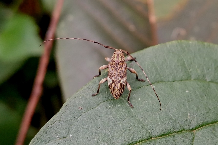 Atrypanius lignarius