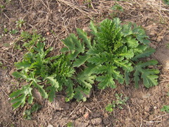 Heracleum sosnowskyi
