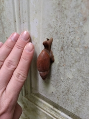 Euglandina rosea image