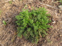 Tripleurospermum inodorum