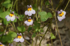 Cymbalaria longipes