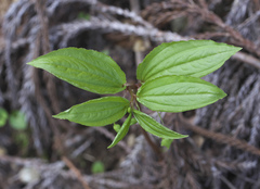 Croomia heterosepala
