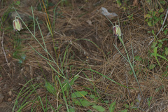 Fritillaria acmopetala