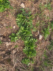 Heracleum sosnowskyi