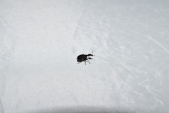 Compsapoderus erythrogaster