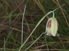 Fritillaria acmopetala