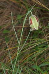 Fritillaria acmopetala