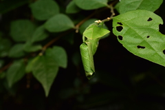 Compsapoderus erythrogaster