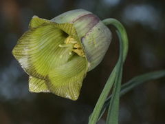 Fritillaria acmopetala
