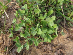 Trifolium hybridum