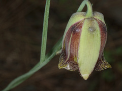 Fritillaria acmopetala