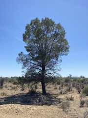 Pinus quadrifolia