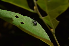 Compsapoderus erythrogaster