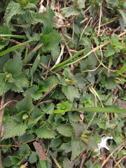 Lamium album