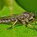 Northern Common Robber Fly - Photo (c) Steve Kerr, some rights reserved (CC BY), uploaded by Steve Kerr