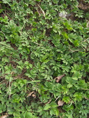 Aegopodium podagraria