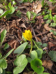 Ficaria verna