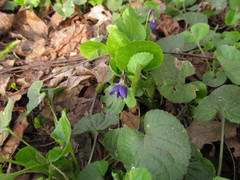 Viola odorata