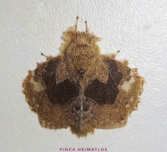 Euglyphis vitripuncta