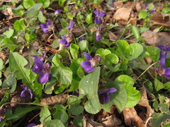 Viola odorata
