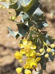 Berberis higginsiae
