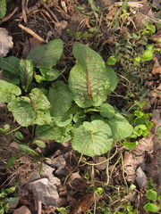 Rumex obtusifolius