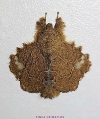 Euglyphis vitripuncta