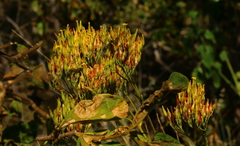 Kalanchoe paniculata
