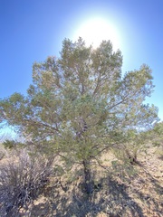 Pinus quadrifolia