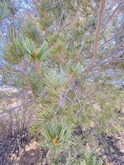 Pinus quadrifolia