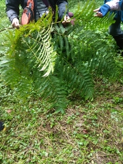 Pteris wallichiana