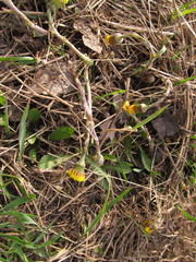 Tussilago farfara
