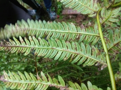 Pteris wallichiana