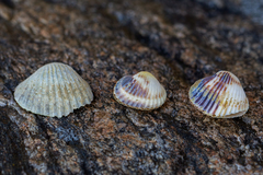 Cerastoderma glaucum