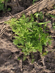 Anthriscus sylvestris