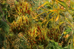 Kalanchoe paniculata