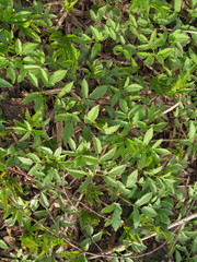 Aegopodium podagraria