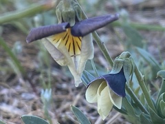 Viola hallii