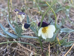 Viola hallii