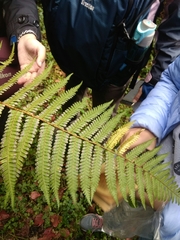 Dryopteris apiciflora