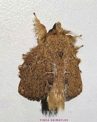 Euglyphis vitripuncta