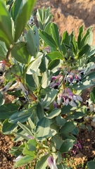 Vicia faba